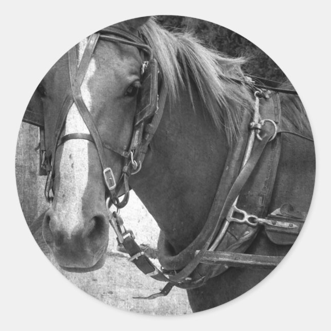 Buggy Pferd am Hitching Post Runder Aufkleber (Vorderseite)