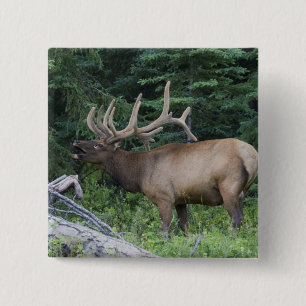 Bugling Elk in Banff National Park, Kanada. Button