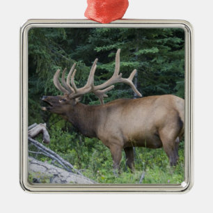 Bugling Elk in Banff National Park, Kanada. Silbernes Ornament