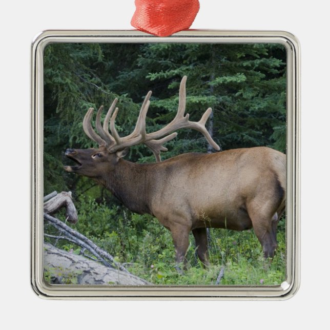 Bugling Elk in Banff National Park, Kanada. Silbernes Ornament (Vorne)