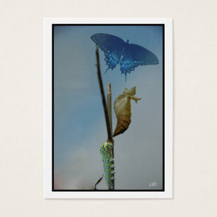 Bühnen~ Butterfly ACEO Kunsthandwerkskarten Busine