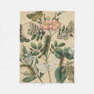 Bühnen des Schmetterlings-Lebens durch Fleecedecke