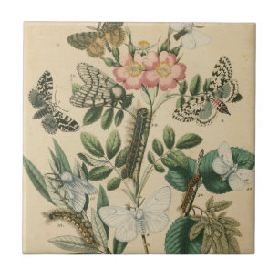 Bühnen des Schmetterlings-Lebens durch Fliese