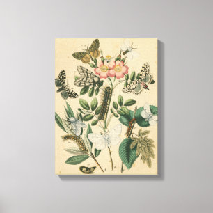 Bühnen des Schmetterlings-Lebens durch Leinwanddruck