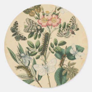 Bühnen des Schmetterlings-Lebens durch Runder Aufkleber