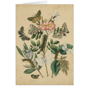 Bühnen des Schmetterlingslebens von Vision Studio