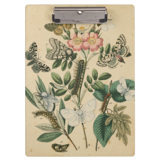 Bühnen des Schmetterlingslebens von Vision Studio Klemmbrett (Vorderseite)