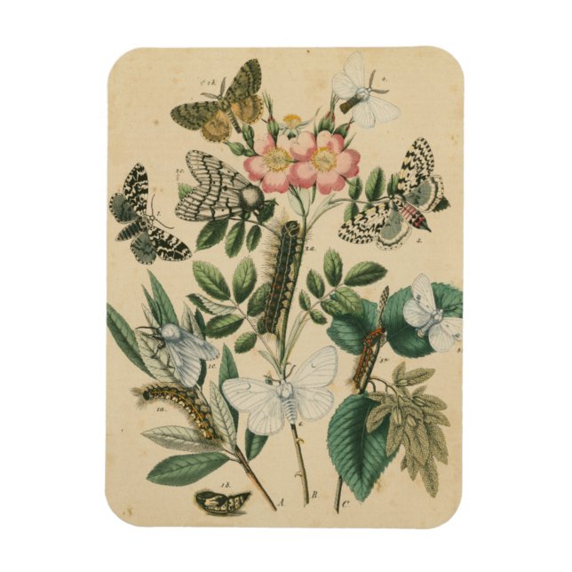 Bühnen des Schmetterlingslebens von Vision Studio Magnet (Vertikal)