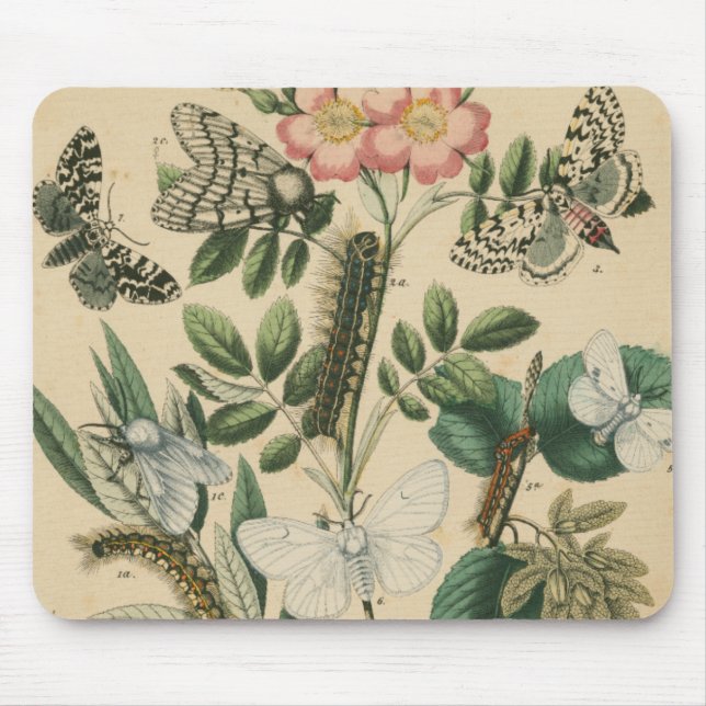 Bühnen des Schmetterlingslebens von Vision Studio Mousepad (Vorne)