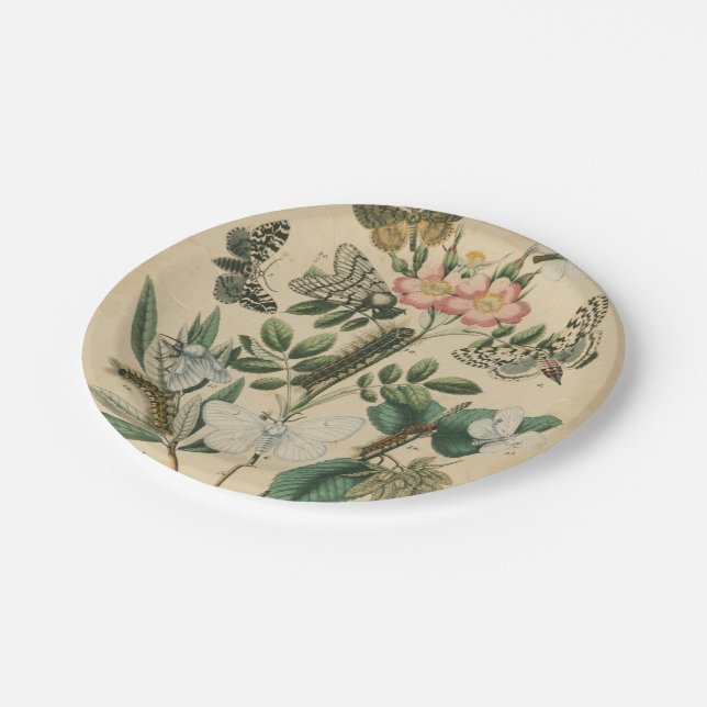 Bühnen des Schmetterlingslebens von Vision Studio Pappteller (Schrägansicht)