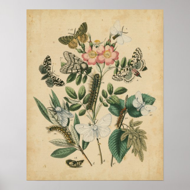 Bühnen des Schmetterlingslebens von Vision Studio Poster (Vorne)