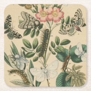 Bühnen des Schmetterlingslebens von Vision Studio Rechteckiger Pappuntersetzer