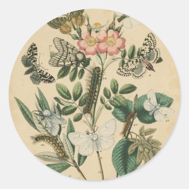 Bühnen des Schmetterlingslebens von Vision Studio Runder Aufkleber (Vorderseite)