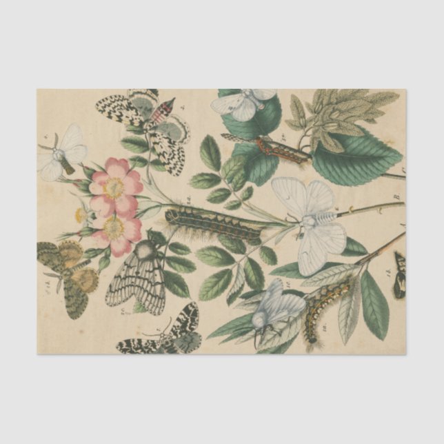 Bühnen des Schmetterlingslebens von Vision Studio Seidenpapier (Vorderseite)