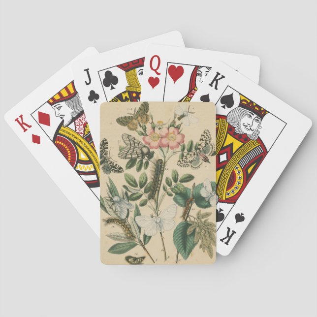 Bühnen des Schmetterlingslebens von Vision Studio Spielkarten (Rückseite)