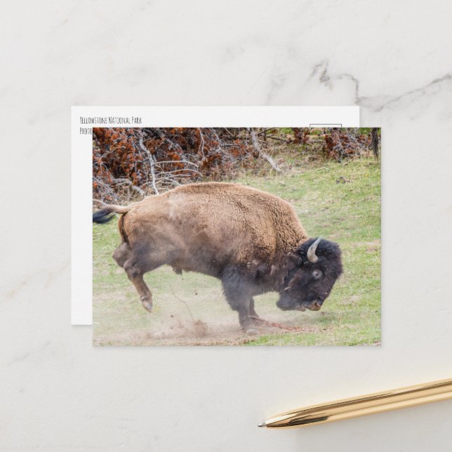 Buison Yellowstone NP Postkarte (Vorderseite/Rückseite Beispiel)