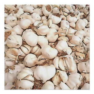 Bulben von Knoblauch-Akrylkunst Poster