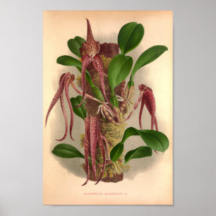 Bulbophyllum Grandiflorum Vintag Wine Orchideen Poster