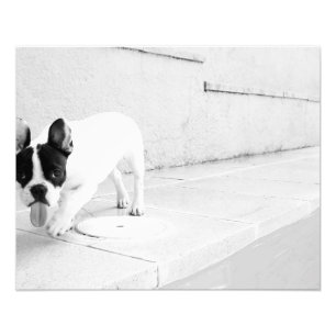 Buldozunge Fotodruck