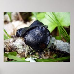 Bulgarien Inquinans Poster