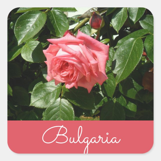 Bulgarische Rose Quadratischer Aufkleber (Vorderseite)