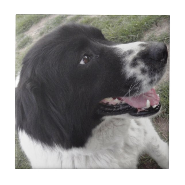 Bulgarischer Schäfer-Hund Sara Fliese (Vorderseite)