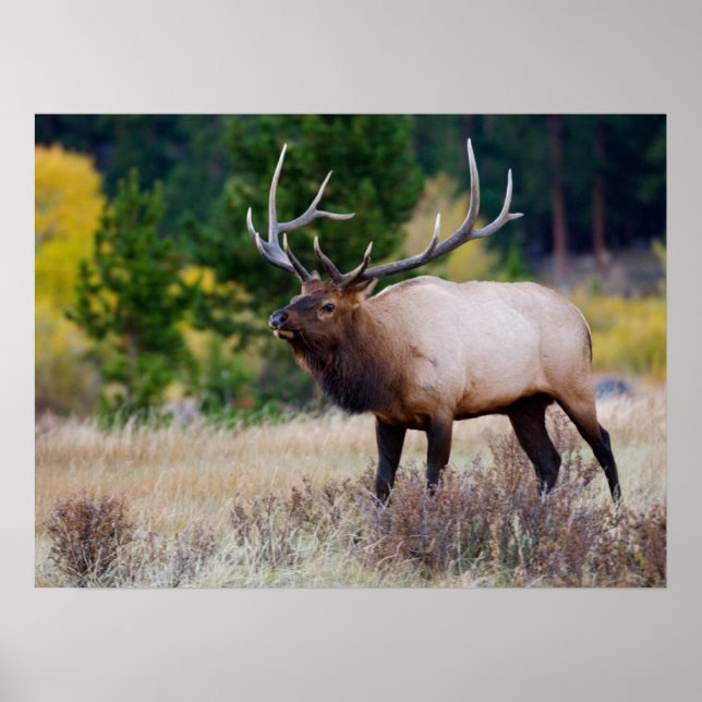 Bull & Aspen Trees | Rocky Mountain Nationalpark Poster (Vorne)