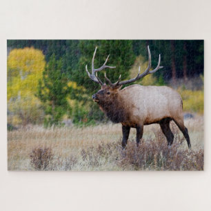 Bull & Aspen Trees   Rocky Mountain Nationalpark Puzzle