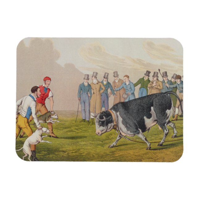 'Bull Baiting', pub.by Thomas McLean, 1820, (Druck Magnet (Horizontal)
