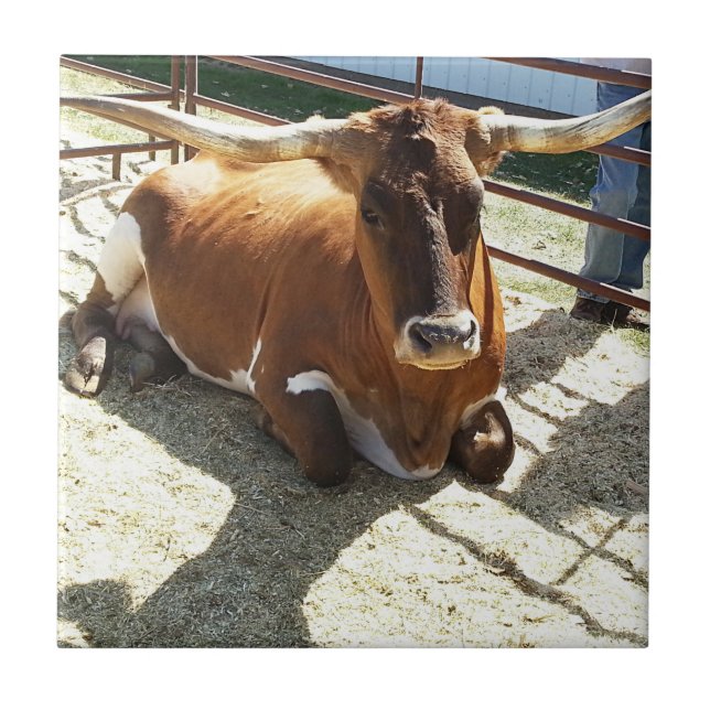 Bull Cow Long Horns Ranch rodeo Animal Photography Fliese (Vorderseite)