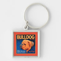 Bull Dog auf blauem Hintergrund