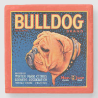 Bull Dog auf blauem Hintergrund