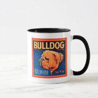 Bull Dog auf blauem Hintergrund