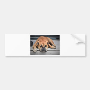 Bull Dog Autoaufkleber
