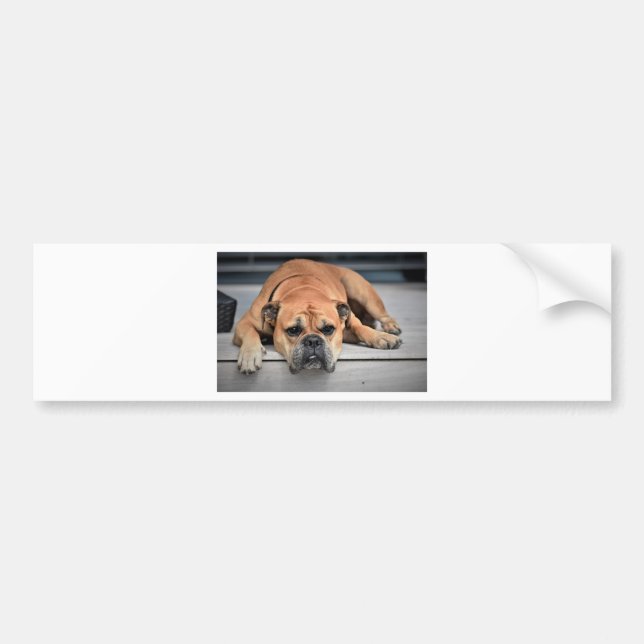 Bull Dog Autoaufkleber (Vorne)
