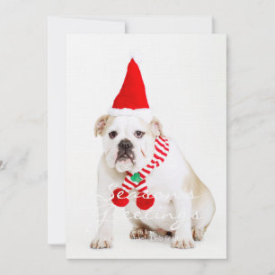 Bull Dog Elf
