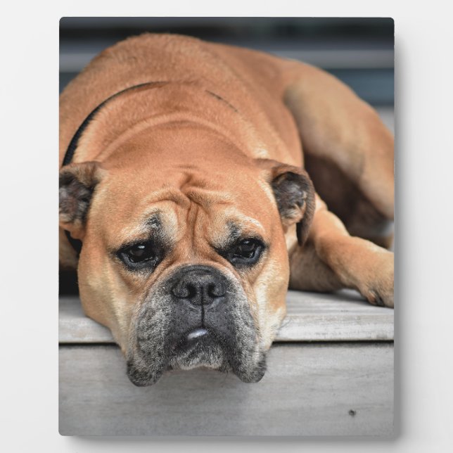 Bull Dog Fotoplatte (Vorderseite)