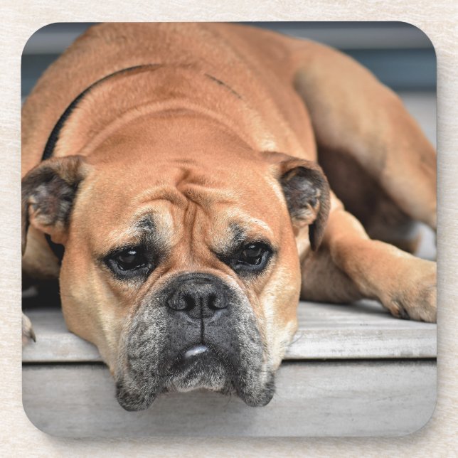 Bull Dog Getränkeuntersetzer (Vorderseite)