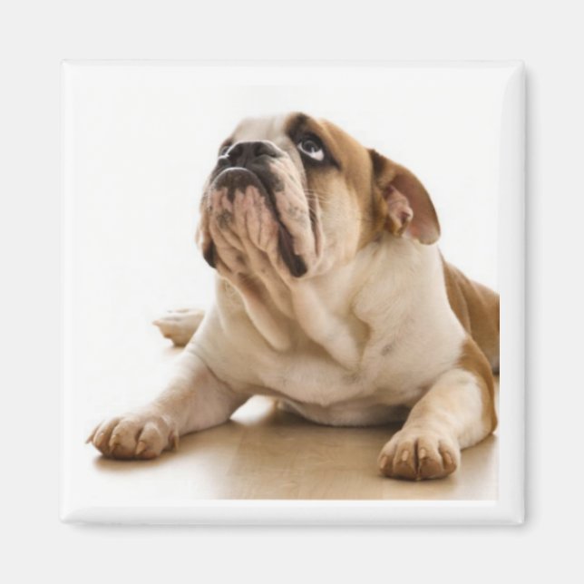 Bull Dog Magnet (Vorne)