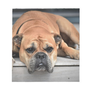 Bull Dog Notizblock