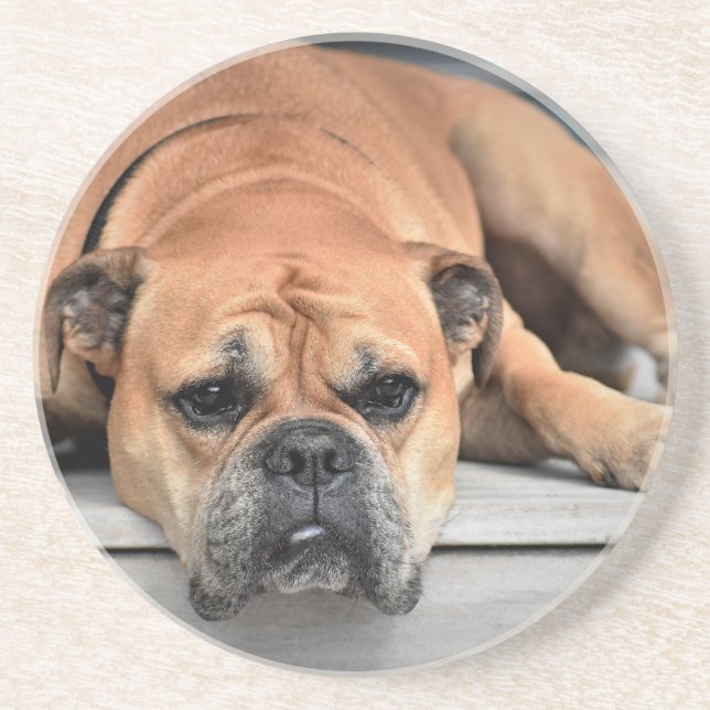 Bull Dog Untersetzer (Vorne)