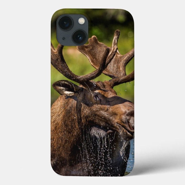 Bull-Elch fütternd im Glacier-Nationalpark Case-Mate iPhone Hülle (Rückseite)