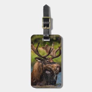 Bull-Elch fütternd im Glacier-Nationalpark Gepäckanhänger