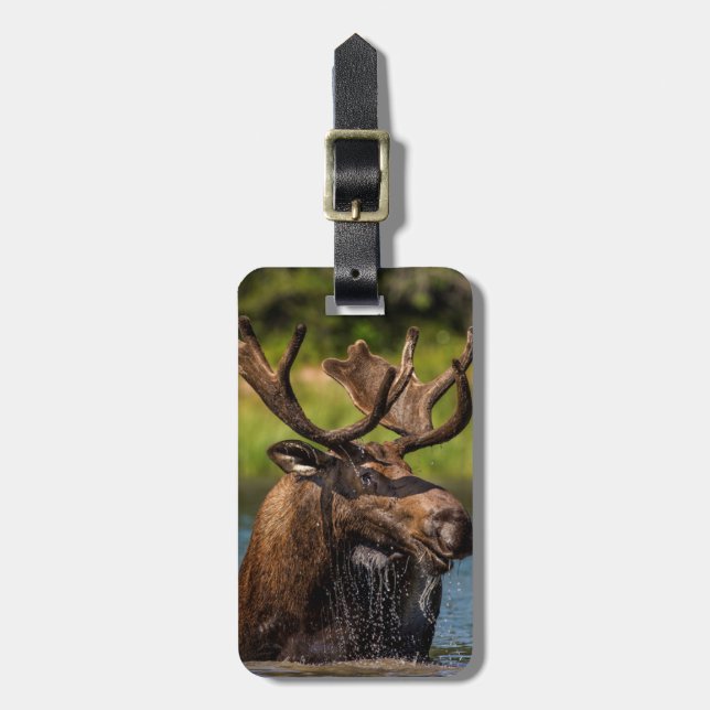 Bull-Elch fütternd im Glacier-Nationalpark Gepäckanhänger (Vorderseite vertikal)