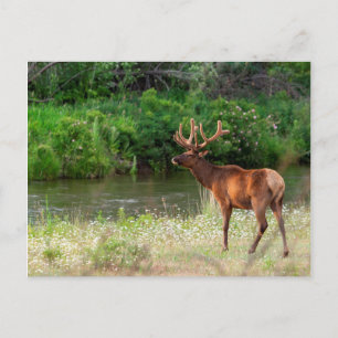 Bull-Elch im National Bison Range, Montana 2 Postkarte