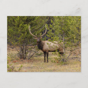 Bull-Elch Im Yellowstone-Nationalpark Postkarte
