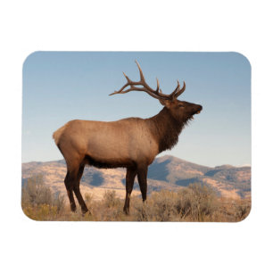 Bull-Elch in der Nähe von Mammoth Wyoming Magnet