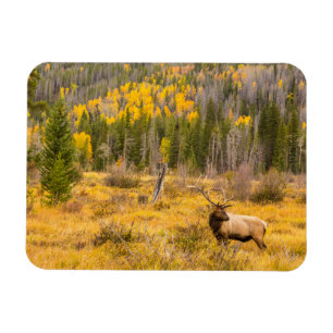 Bull-Elch   Rocky Mountain National Park Colorado Magnet