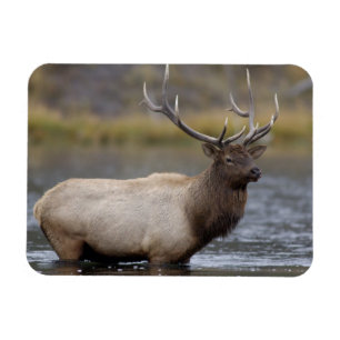 Bull-Elch überquert Yellowstone-Nationalpark Magnet