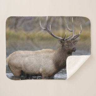 Bull-Elch überquert Yellowstone-Nationalpark Sherpadecke